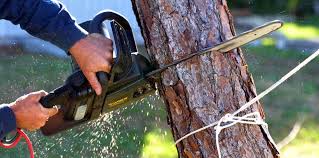 Best Utility Line Clearance  in Union City, TN