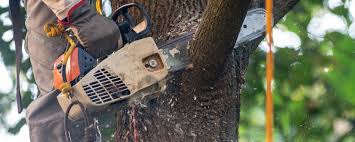 Reliable Union City, TN Tree Care Solutions