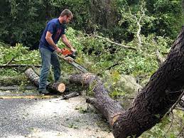 Best Storm Damage Tree Cleanup  in Union City, TN