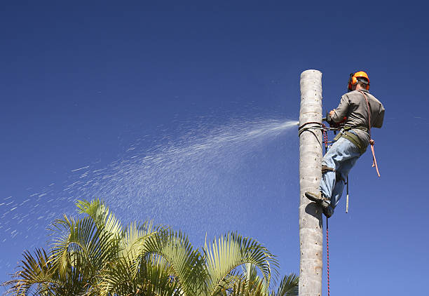 Best Weed Control  in Union City, TN