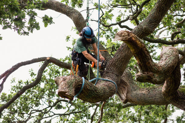 Best Tree Health Inspection  in Union City, TN