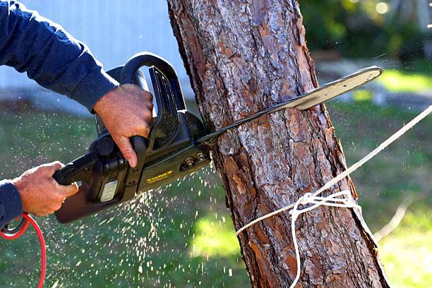 How Our Tree Care Process Works  in  Union City, TN